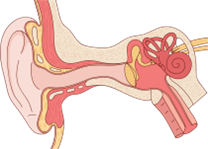 Mekanisme Pendengaran